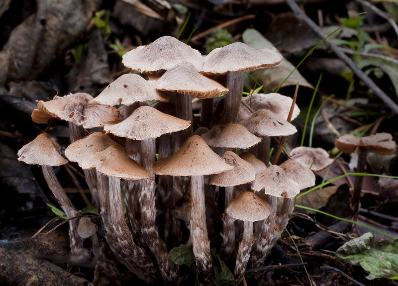 Cortinarius alnetorum